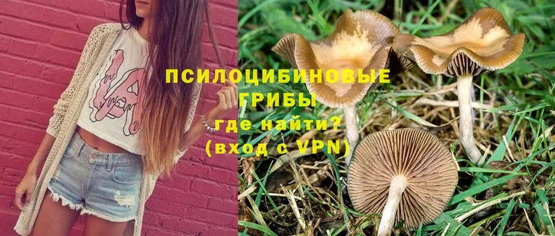 Псилоцибиновые грибы Psilocybe  Любань 